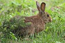 A snowshoe hare does not look the same in winter as it does in summer. In winter it has white fur. In summer it has brown fur.