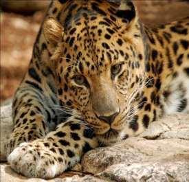 4. LEOPARD LOOKOUT The Amur leopard is one of the most threatened species of cat, with as few as 70 individuals left in the wild.