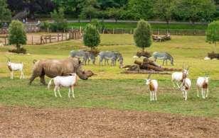 5. WILD EXPLORERS The wild Explorer s area is a mixed species exhibit housing four large African animals; our southern white rhino, scimitar horned oryx, Grevy s zebra and ostrich.
