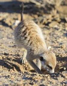 6. MEERKATS The keepers often scatter the meerkats insect feed around their enclosure and sometimes place bugs into the crevices of logs and rocks.