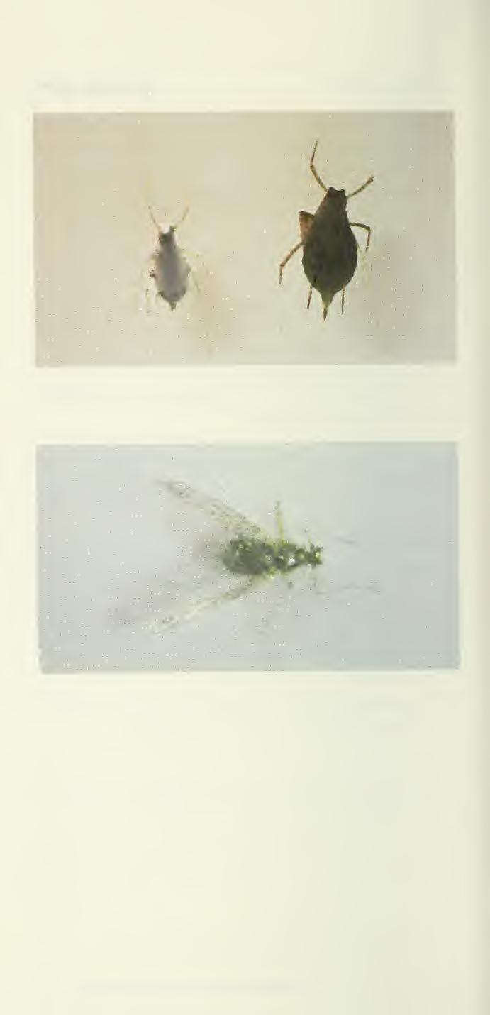 Pea aphid \