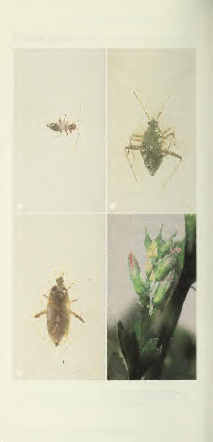 Alfalfa plant bug ; a,