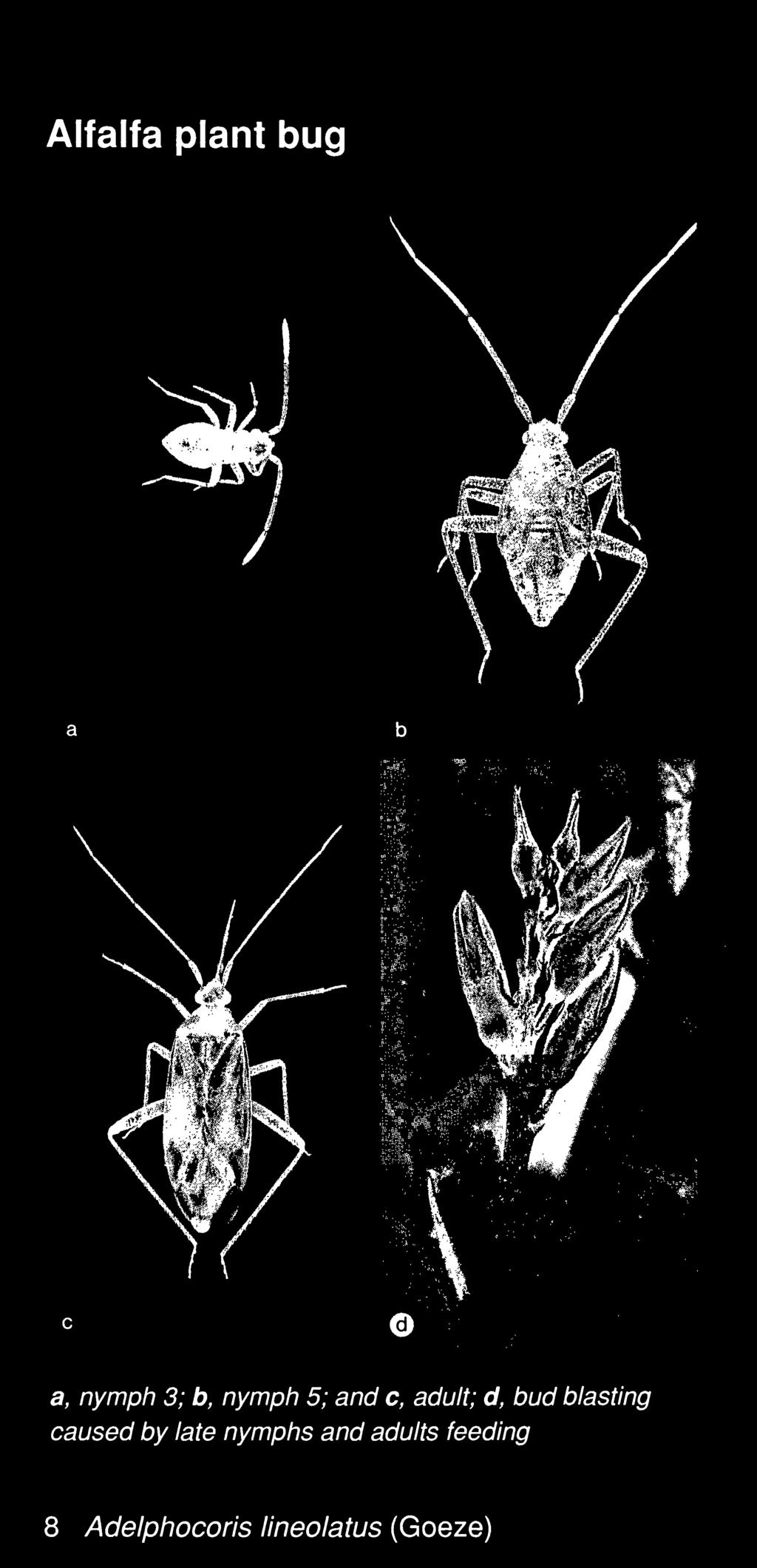 nymphs and adults