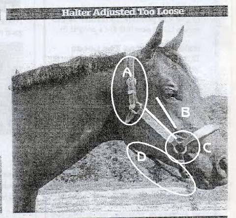 Halter too loose A = STRAP HAS ROOM FOR ADJUSTMENT AND SHOULD BE TIGHTENED JUST A BIT B = ONCE ADJUSTED IT LOOKS AS THOUGH THE CHEEK PIECE WOULD RUN PARALLEL TO THE TO THE CHEEK BONE C = CORNER