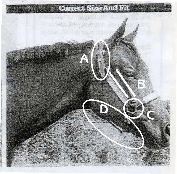 Roger Gollehon Halter of correct size and fitted A = FITTED NICELY WITH ROOM FOR ADJUSTMENT B = CHEEK PIECE OF HALTER RUNS PARALLEL TO THE CHEEK BONE C = CORNER HARDWARE OF HALTER IS SETTING JUST