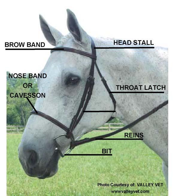 The brow band a strap that rests on the forehead of the horse and prevents the headstall from being pulled or sliding down the horse's neck.
