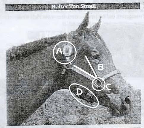 Halter Fitting A correctly fitted and adjusted halter will enhance a horse's head It does not need to be fancy nor expensive, but should show good care and be clean