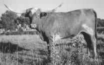 Owned By: Thate Cattle Company TC BERTHA 86 P. H. No.
