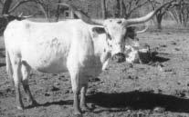 The old King Ranch X44 cow had massive lateral cork screw horns. Bertha measured over 60 at 3 years old and should pass the 70 barrier at a young age. She s bred to Brown Bomber for more horn.