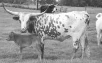 : 189 TLBAA: C198516 Calved: 3-11-00 Brown Coach OT Droop ALong FA 911 Bountiful COMMENTS: This twisty horned young cow is the product of the lateral horn throwing Coach son, Brown Bomber, and a