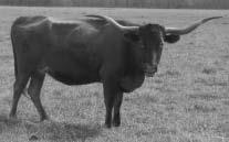 : 21/0 TLBAA: C199054 Calved: 4-03-00 Red and white LCommand s Payback Day s What AGal Tango Cinnamon Twist 132 COMMENTS: I purchased Twist Again 2 or 3 years ago at the Millennium Futurity where she