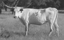 OCV 23 VJ Tommie (aka Unlimited) Miss Butler Owned By: Thate Cattle Company MISS LTD B R3 P. H. No.: 4/8 TLBAA: CA195351 Calved: 3-23-98 White with few red spots.