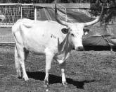 : 67 TLBAA: C208027 Calved: 2-11-01 Red sides, white lineback and underline, speckled hips Coach W5 Flower Garden Coach Bart s Sweetheart COMMENTS: This is a beautiful daughter of the great Leonidas