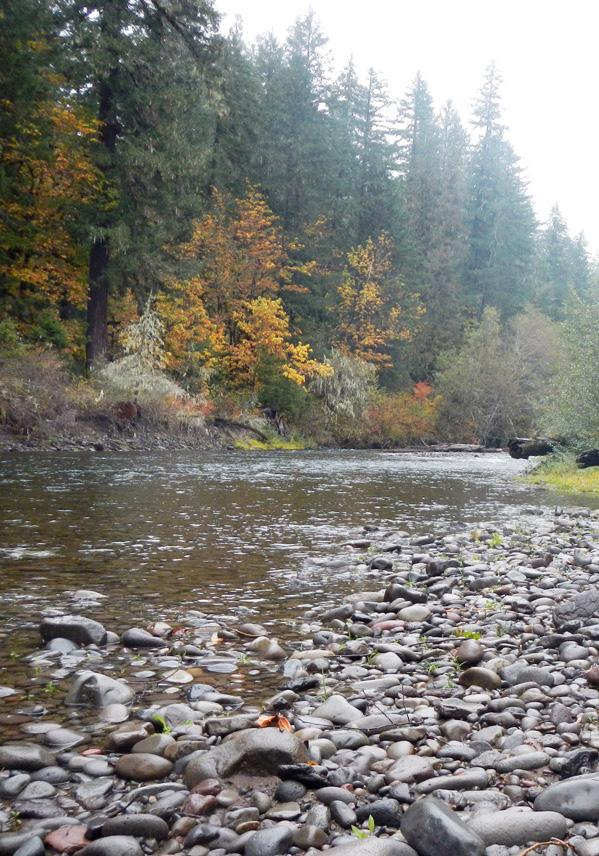 Cutthroat Brook trout LANE COUNTY OFFERS SO MUCH TO EXPLORE from coastal lakes and rivers to mountain lakes and Steelhead Coho salmon Chinook salmon streams.