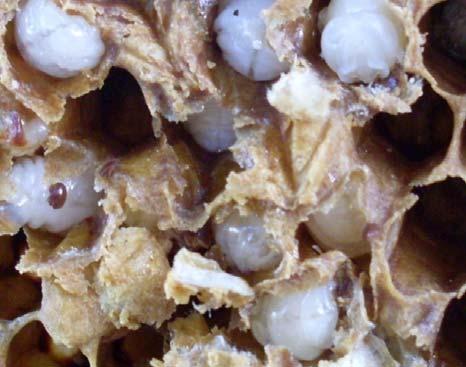 Then the mites were collected in small tubes and thereafter, 20 mites were introduced directly upon the bees in each colony on 15-April, 2015.