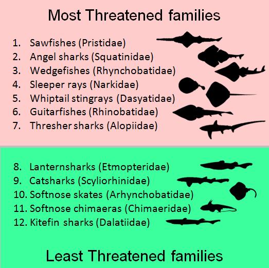 Extinction Risk & Conservation of the World s Sharks & Rays Most & Least Threatened Families of Sharks, Rays & Chimaeras
