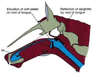 Fig 4. Showing what happens in the throat when a horse plays with the bit.