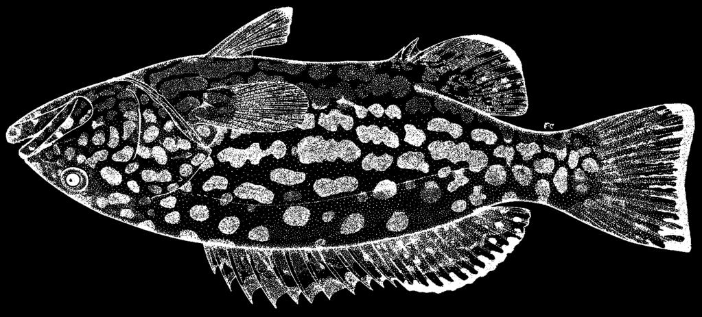 1360 Bony Fishes Mycteroperca venenosa (Linnaeus, 1758) FAO Names: En - Yellowfin grouper; Fr - Badèche de roche; Sp - Cuna de piedra. MKV Diagnostic characters: Body depth contained 2.9 to 3.