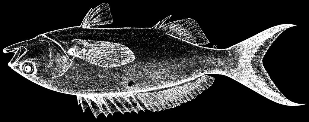 1362 Bony Fishes Paranthias furcifer (Valeciennes, 1828) FAO names: En - Creolefish (AFS: Atlantic creolefish); Fr - Badèche créole; Sp - Cuna lucero.