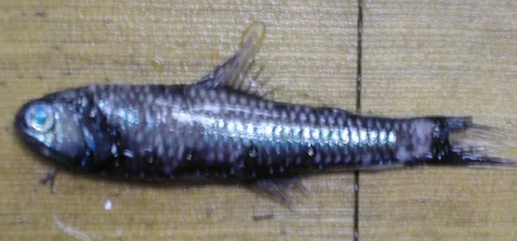 Bathylagidae Northern lampfish