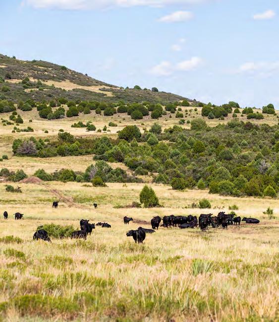Historically, the ranch has been grazed with