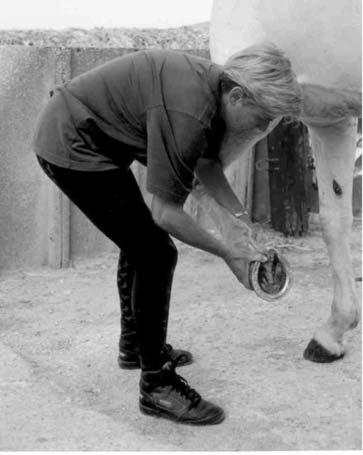der becomes freer as would be required for the farrier placing the horse s leg between his. Photo 3: Circle the hoof around the point where it had rested on the ground.