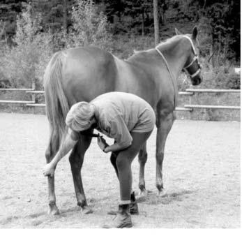 Leg Exercise Variations: If you have a horse that snatches the leg up and pulls away simply follow the leg in the direction that it wants to go rather than trying to pull it outwards.