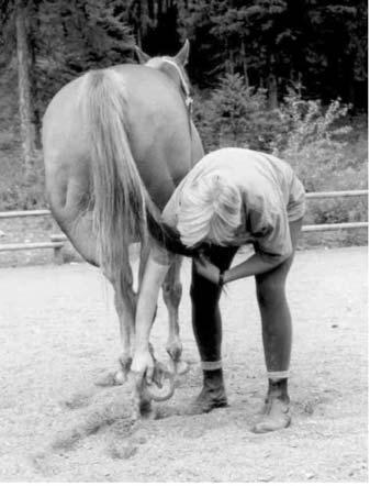 This helps the horse learn how to take their weight onto the hind leg that should be supporting the weight rather than falling into you.
