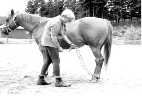 Picking up a hind leg using a Rope Since we are dealing with some horses that have problems picking up the back feet here is another possibility.