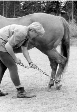 Stroke your horse with the wand and then the rope before putting it around his leg.