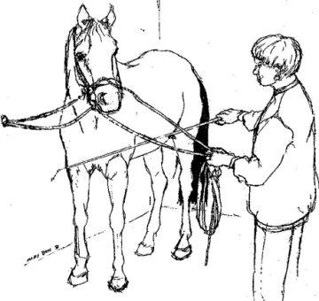 Likewise, a horse who habitually stands out of balance such as with one foreleg extended or a hind leg pointed will generally be less confident and more reactive.