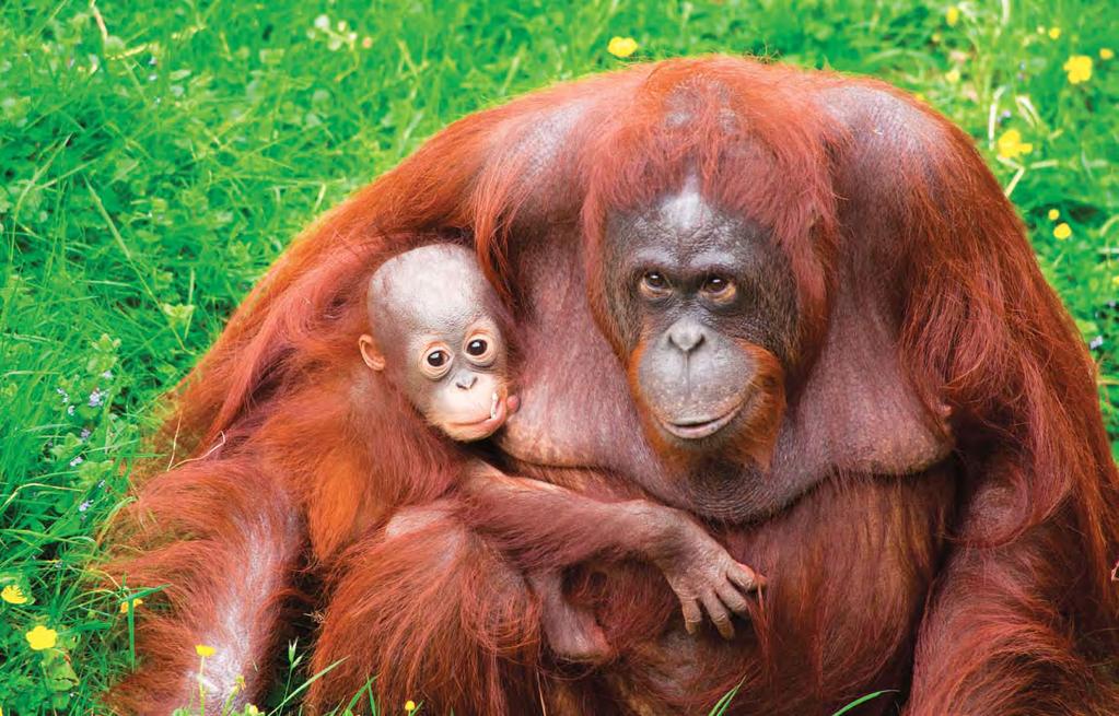 Adult female orangutans tend to forage