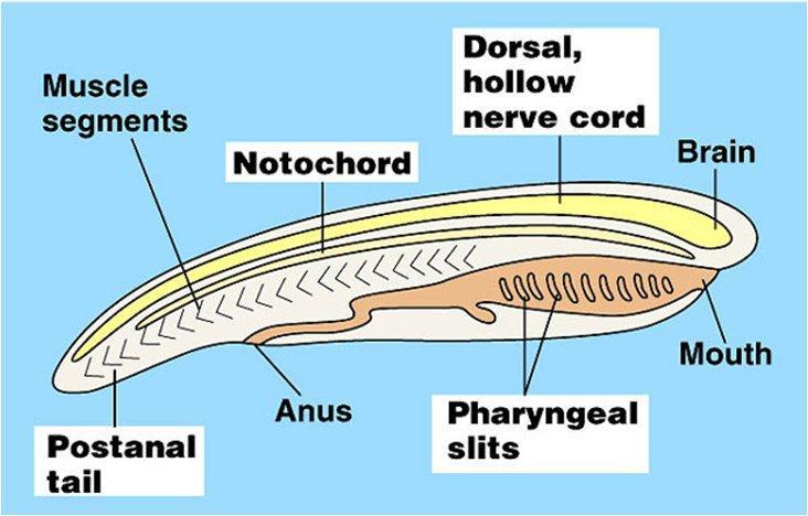 Chordates Unit 13 - Vertebrates Student Guided Notes General Characteristics of Phylum Chordata Although not the largest, Chordates are the most diverse phylum in the animal kingdom.