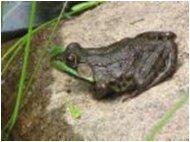 . Frogs, toads, newts and salamanders all undergo metamorphosis from a. Amphibians must lay their eggs in a place where they will hatch in water.