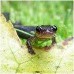 The Order Urodela includes salamanders that are characterized by elongated bodies,