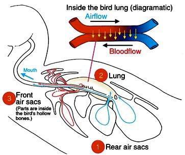 . These systems allow both fast flight and long distance migration. In addition, that greatly aid in flight.. Air passes through bird lungs into posterior by a different route.