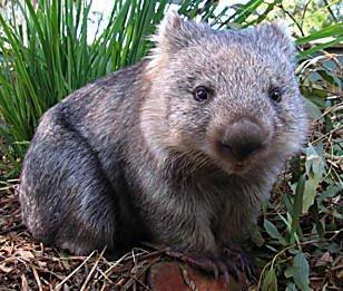Marsupials Marsupials (like the wombat above) are found mainly in Australia, but some marsupials are found in South and Central America as well.