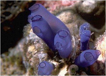 The adult tunicate (subphylum Urochordata) looks more like an invertebrate than a chordate since the only retained trait from the larval stage