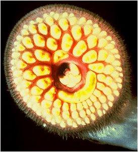 . The circular rasping teeth of the lamprey attach to a fish. Rasping at the flesh of the host fish the lamprey will feed off of the blood.