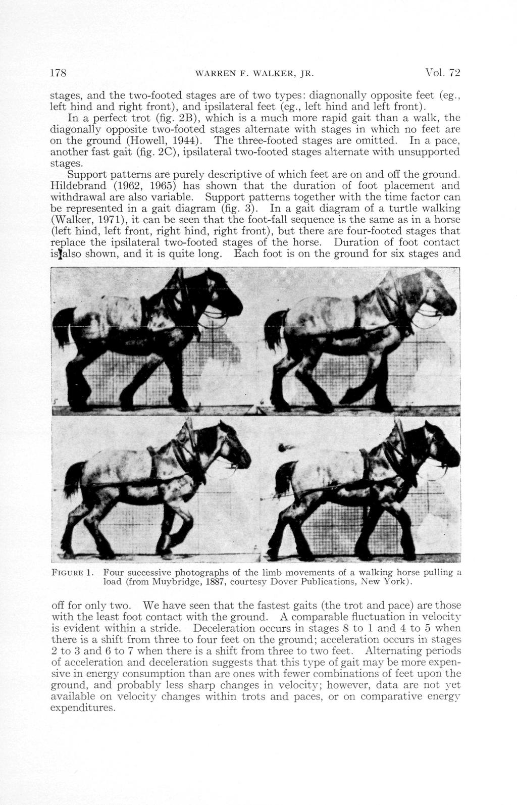 178 WARREN F. WALKER, JR. Vol. 72 stages, and the two-footed stages are of two types: diagnonally opposite feet (eg., left hind and right front), and ipsilateral feet (eg., left hind and left front).