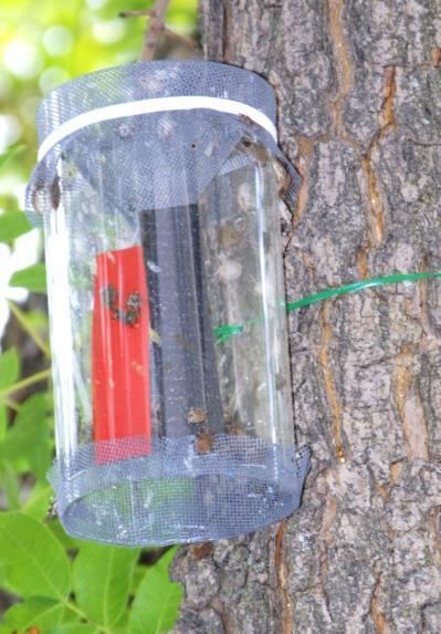 in tree (right), with red insecticide strip and Trece lure.