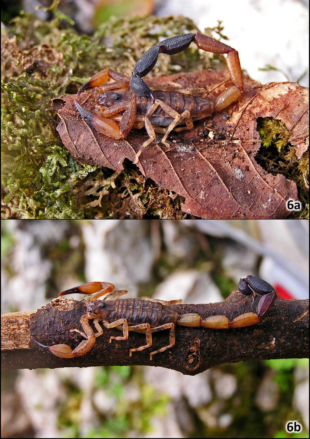 Teruel & Santos: Two New Tityus from Hispaniola 9 Figure 6: Type-specimens of Tityus haetianus sp. n.