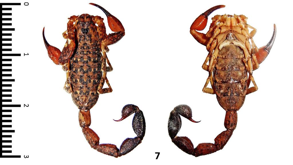 Teruel & Santos: Two New Tityus from Hispaniola 11 Figure 7: Female holotype of Tityus schrammi sp. n., full-body views: a) dorsal; b) ventral. Scale bar in centimeters, with millimeter subdivisions.