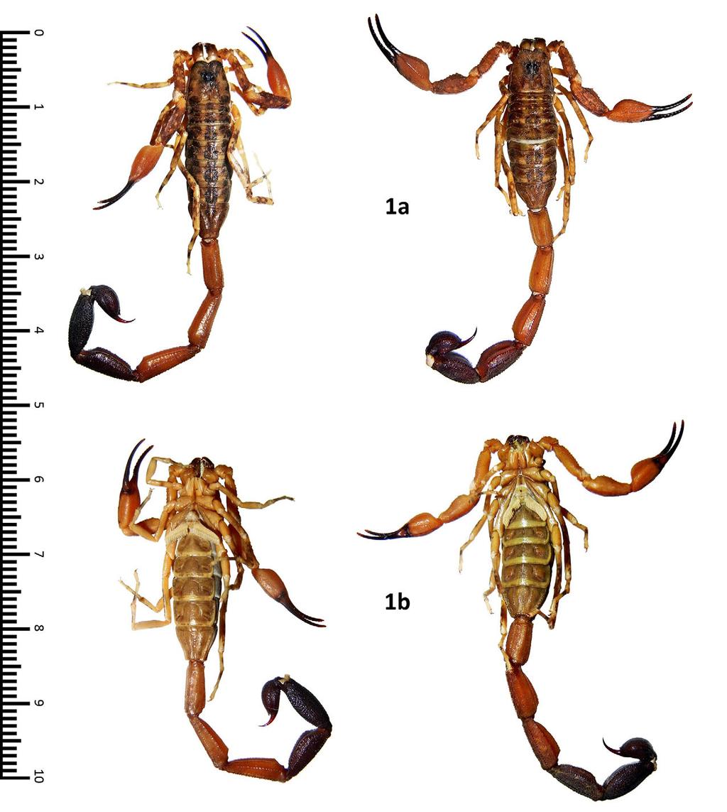 Teruel & Santos: Two New Tityus from Hispaniola 3 Figure 1: Male paratype (left) and female holotype of Tityus haetianus sp. n., full-body views: a) dorsal; b) ventral.