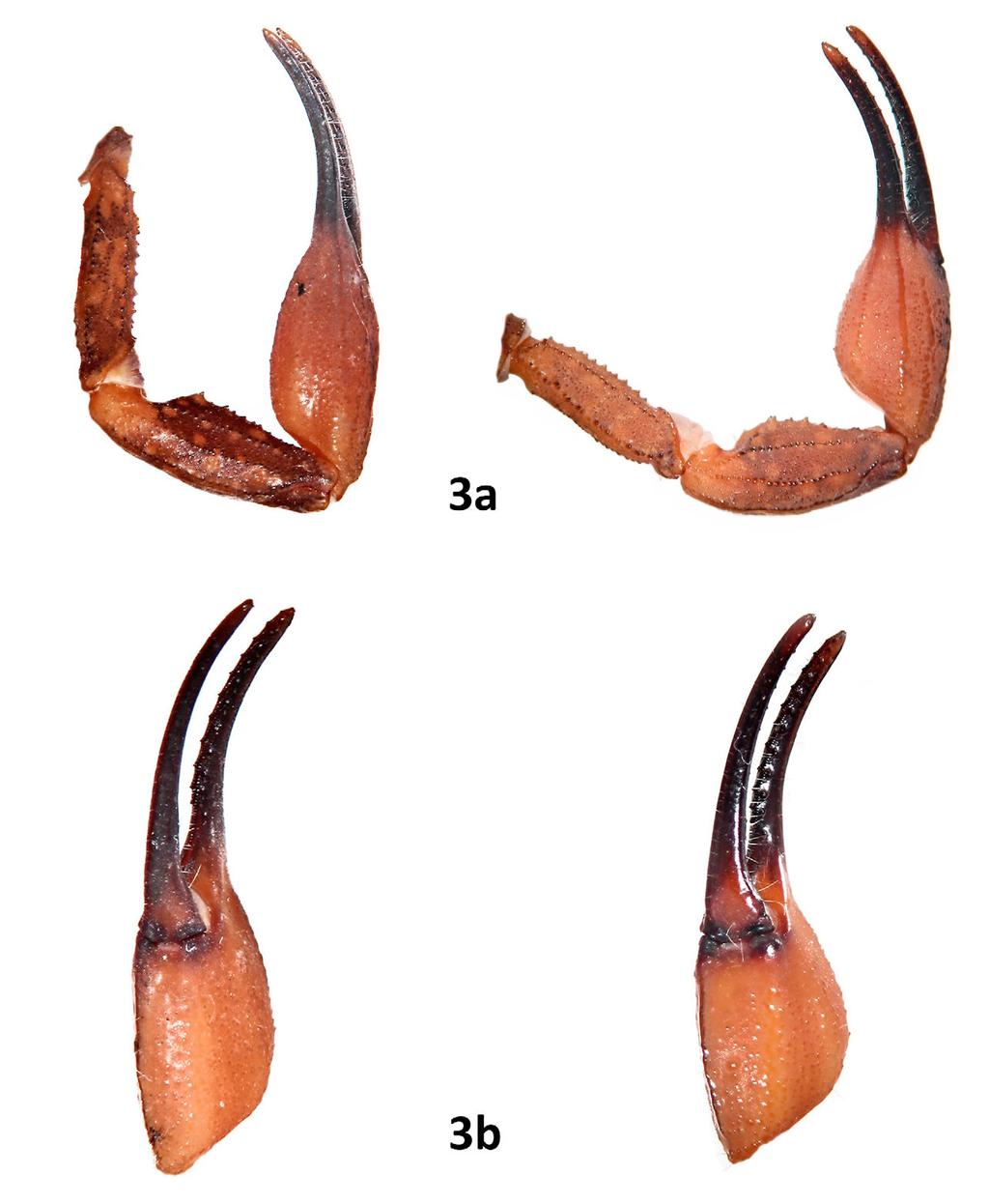 Teruel & Santos: Two New Tityus from Hispaniola 5 Figure 3: Male paratype (left) and female holotype of Tityus haetianus sp. n., close-ups: a) pedipalp, dorsal; b) chela, ventral.