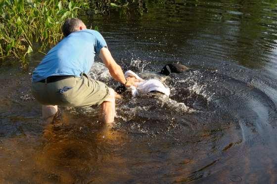 Susie Burbidge rescues a loon on Little Sunapee Lake in 2015.