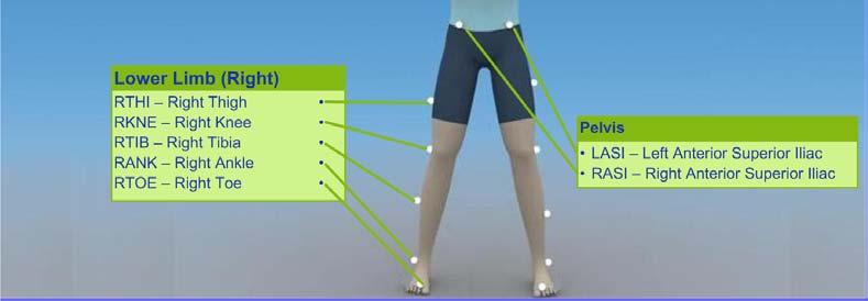 kinematics of the ankle,