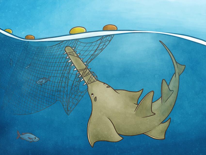 A short film on sawfish in Mozambique and the need for their protection is being produced. Filming and voice-over recordings took place in May 2016 in northern Mozambique.
