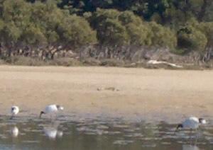 of ibises digging for