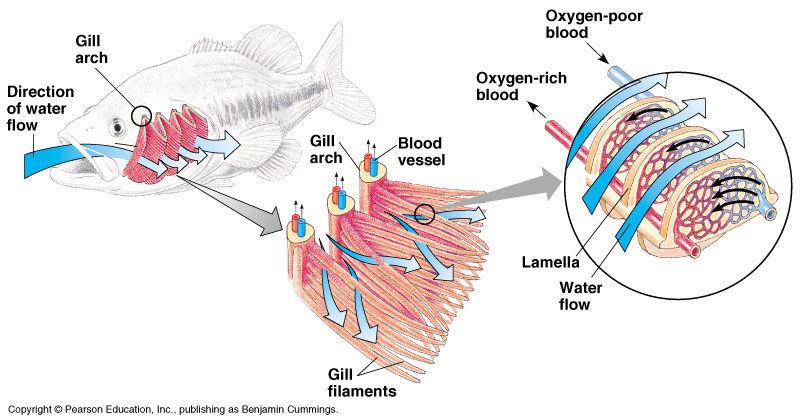 Biology Form 4 Page 25 Ms. R. Buttigieg The water gives oxygen to the blood in the gill filaments and receives carbon dioxide in exchange. Finally, the water passes out from under the operculum.